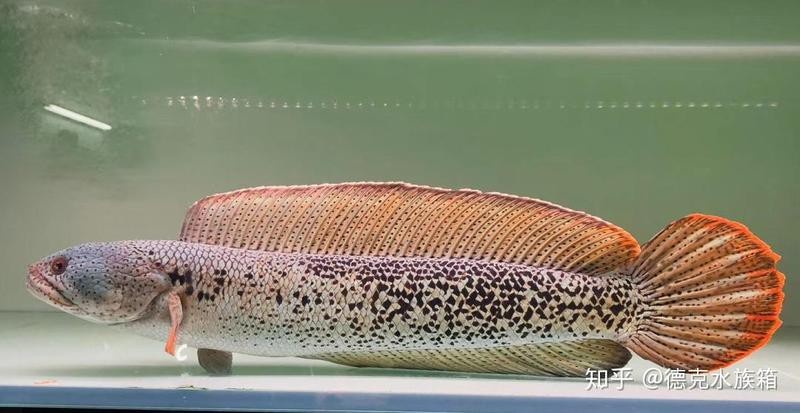 五斑雷龍魚能長多大 五斑雷龍魚能長多大 龍魚百科 第2張