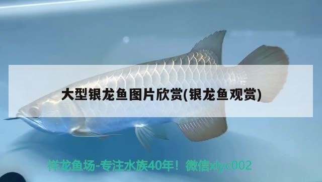 大型銀龍魚圖片欣賞(銀龍魚觀賞)