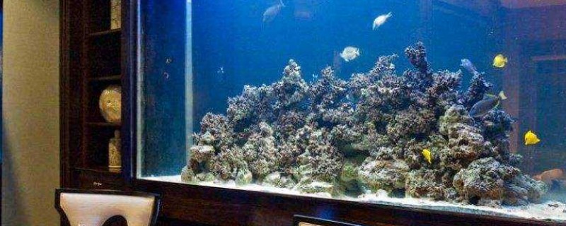 家養銀龍魚一般長多大的魚：家養銀龍魚一般長多大的魚缸