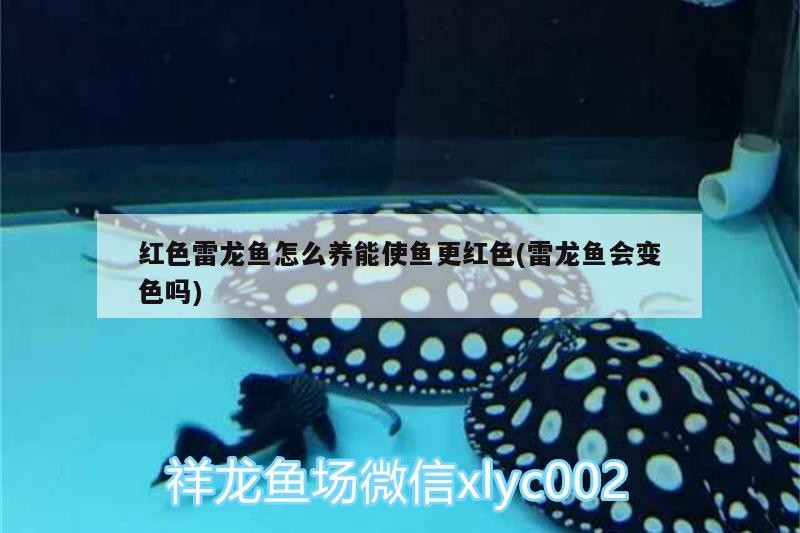 莊河市華奇水族店