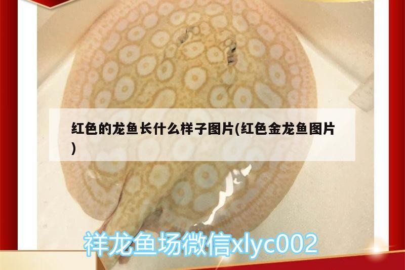 莊河市華奇水族店