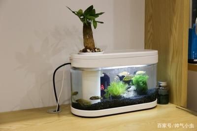 小米魚缸測評：小米智能魚缸怎么樣