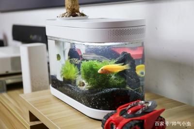 小米魚缸測評：小米智能魚缸怎么樣
