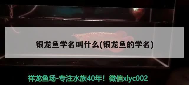 銀龍魚學名叫什么(銀龍魚的學名)