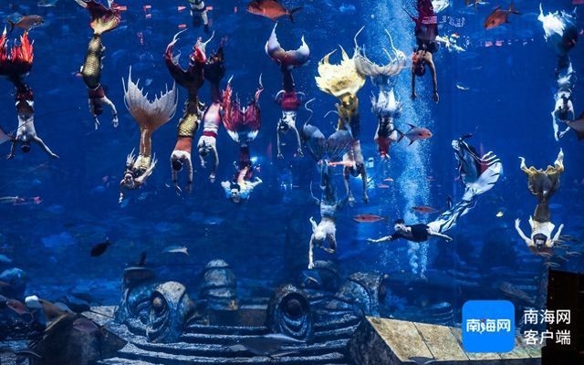 楊博文的美人魚潛水成績如何？ 楊博文的美人魚潛水成績如何？ 2025長城杯龍魚大賽 第1張
