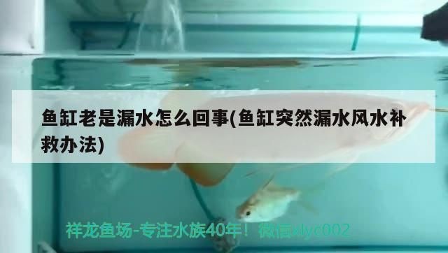 大魚缸底部漏水有什么補(bǔ)救的辦法嗎：大魚缸底部漏水怎么辦