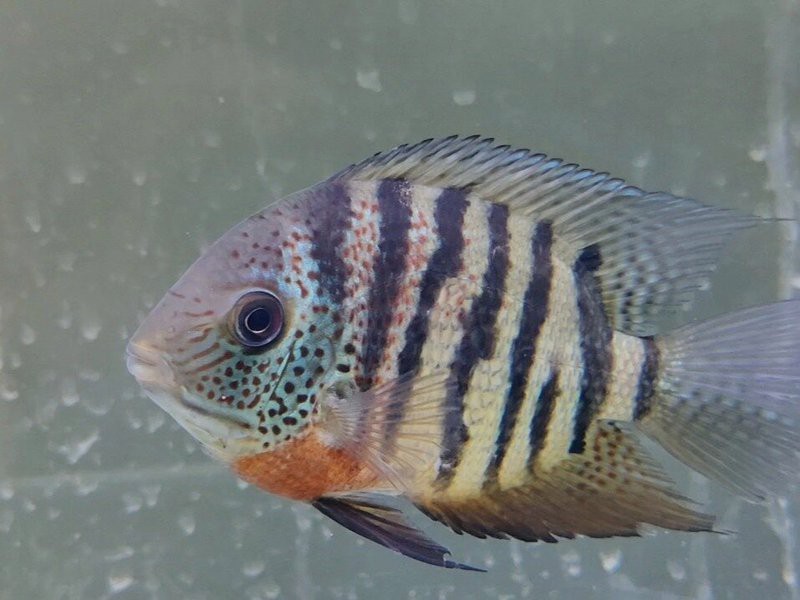 帝王菠蘿魚最佳混養(yǎng)搭檔