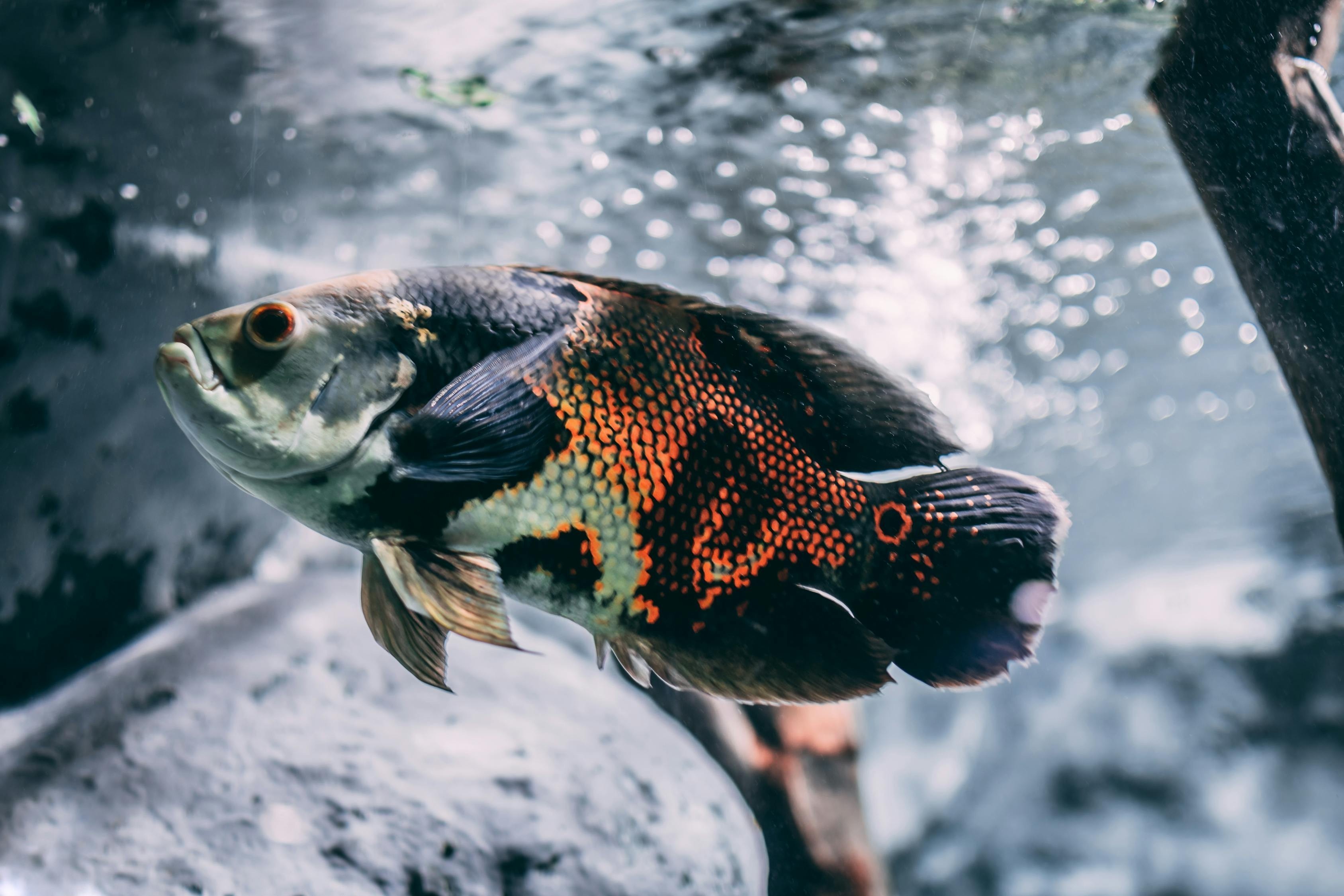 銀龍魚食量大嗎（大銀龍魚吃小銀龍魚嗎）