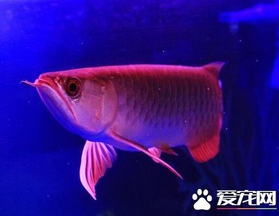 龍魚會跳缸嗎為什么：龍魚為什么會跳缸？