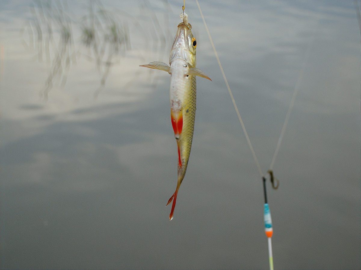 水庫晚上炸水一般是什么魚 水庫晚上炸水一般是什么魚 龍魚論壇 第1張