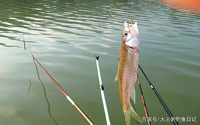 水庫晚上炸水一般是什么魚 水庫晚上炸水一般是什么魚 龍魚論壇 第6張