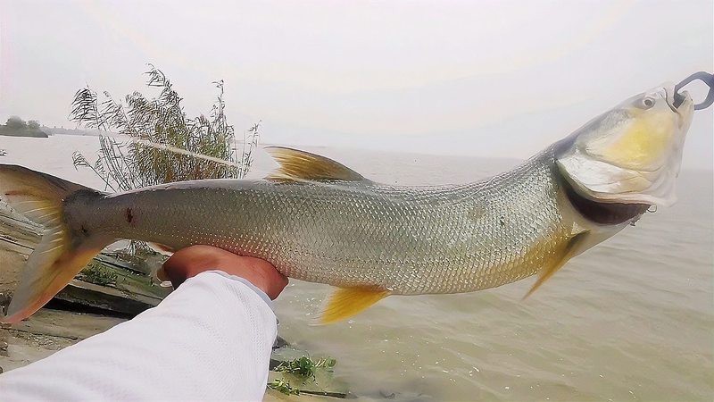 水庫晚上炸水一般是什么魚 水庫晚上炸水一般是什么魚 龍魚論壇 第4張