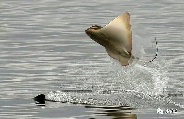 水庫晚上炸水一般是什么魚 水庫晚上炸水一般是什么魚 龍魚論壇 第2張