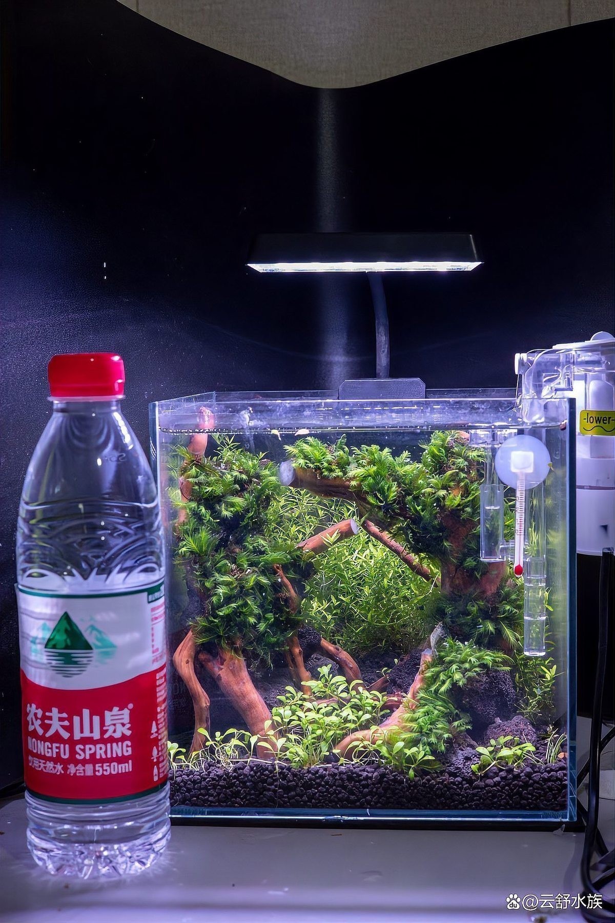 草缸國際大賽的評選標準是什么？