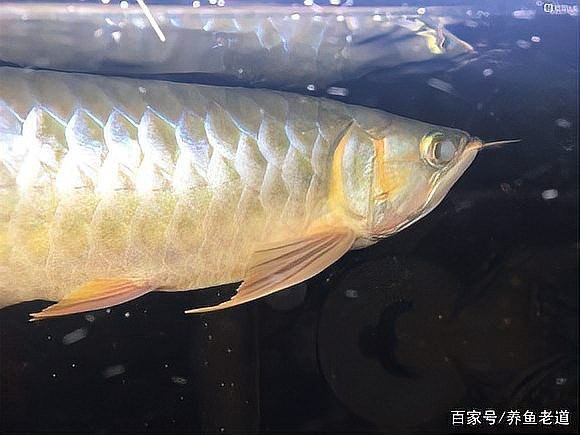 龍魚(yú)蒙眼病最簡(jiǎn)單三個(gè)治療方法 龍魚(yú)蒙眼病最簡(jiǎn)單三個(gè)治療方法 龍魚(yú)論壇 第8張