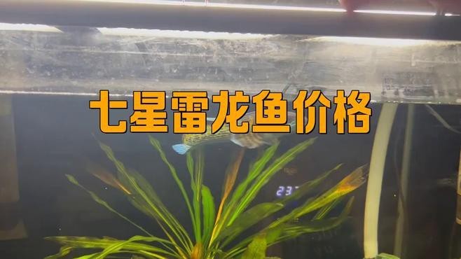 雷龍魚價(jià)格多少錢一條