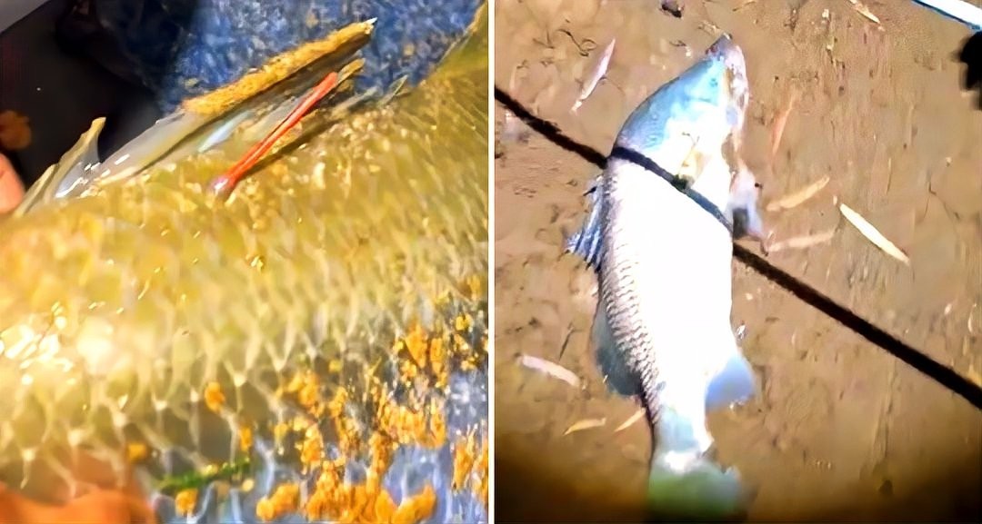 釣魚比賽100萬獎金 釣魚比賽100萬獎金 2025長城杯龍魚大賽 第8張