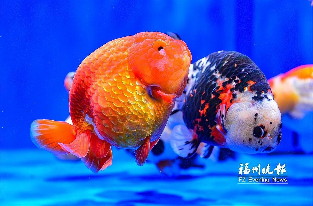 福州金魚大賽的歷史