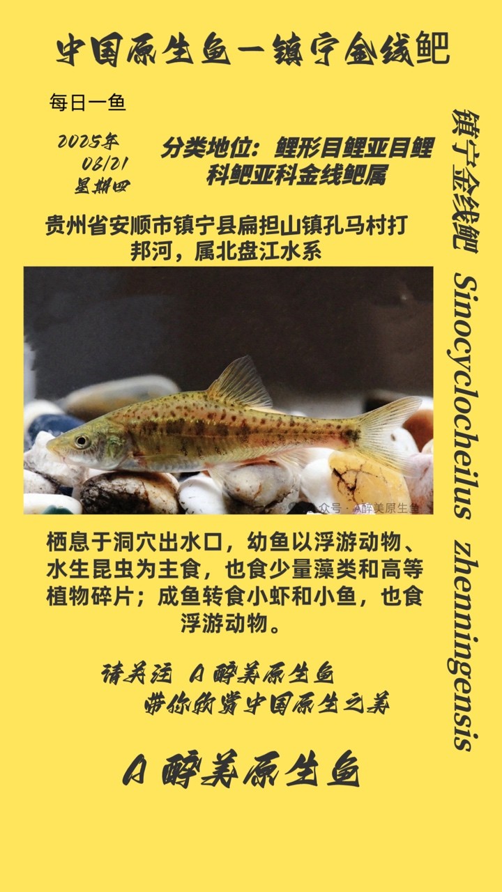 鎮寧金線鲃