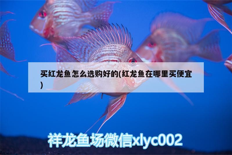 小魚缸造型設計效果圖片 小魚缸造型設計效果圖片
