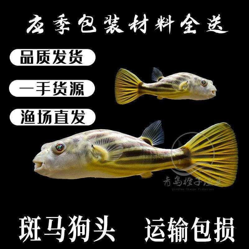 狗頭魚市場價多少錢一斤