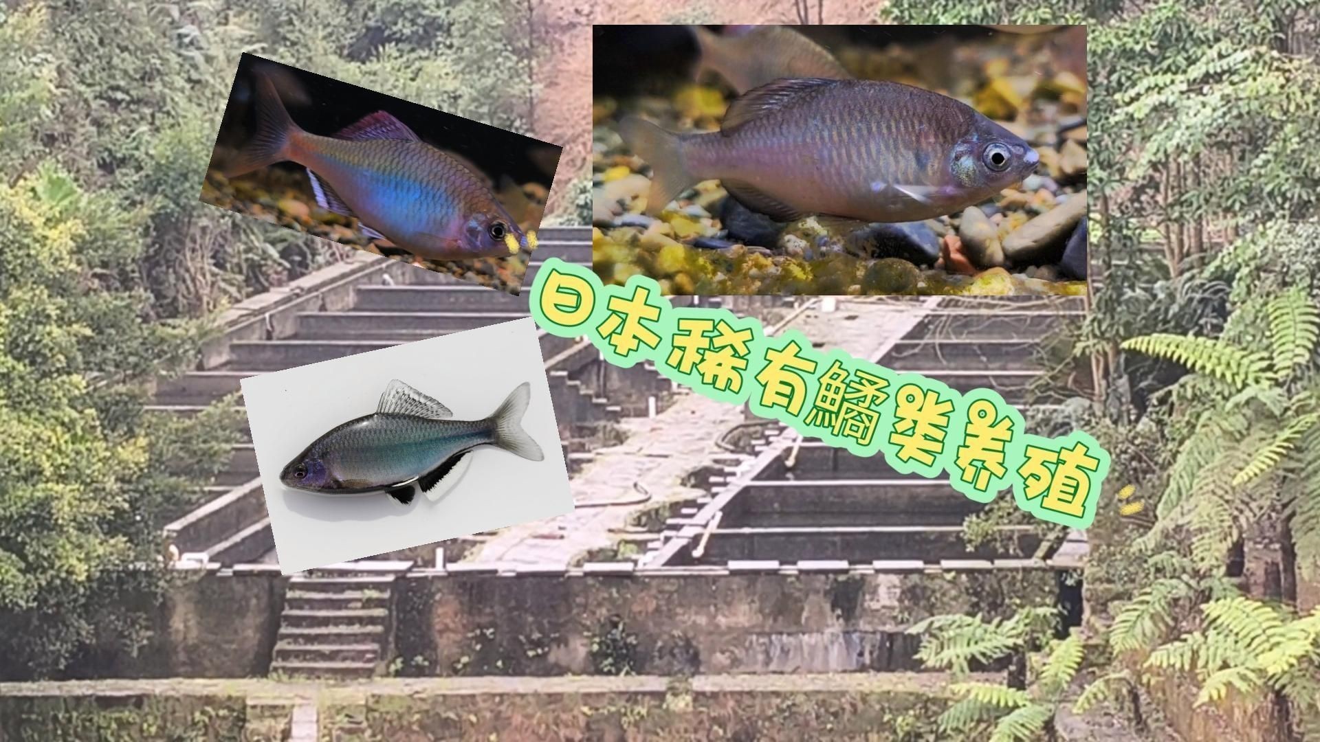 觀賞魚在什么地方