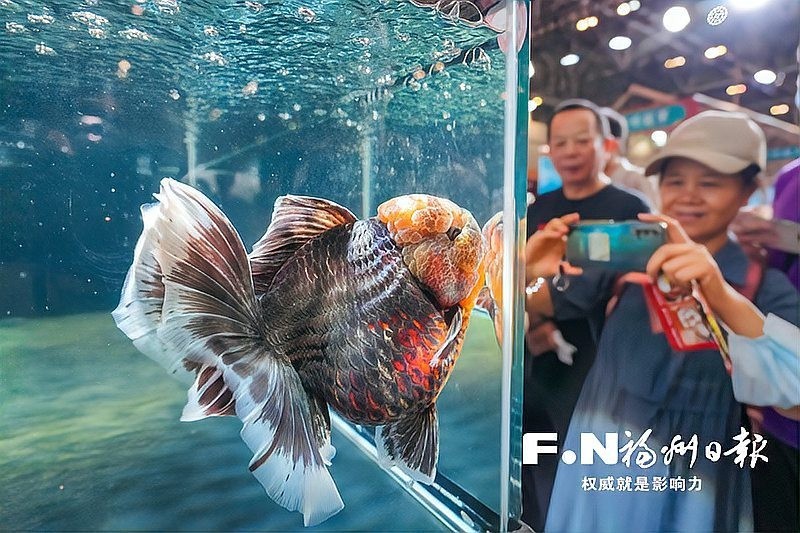 福州“福魚大賽”的冠軍魚