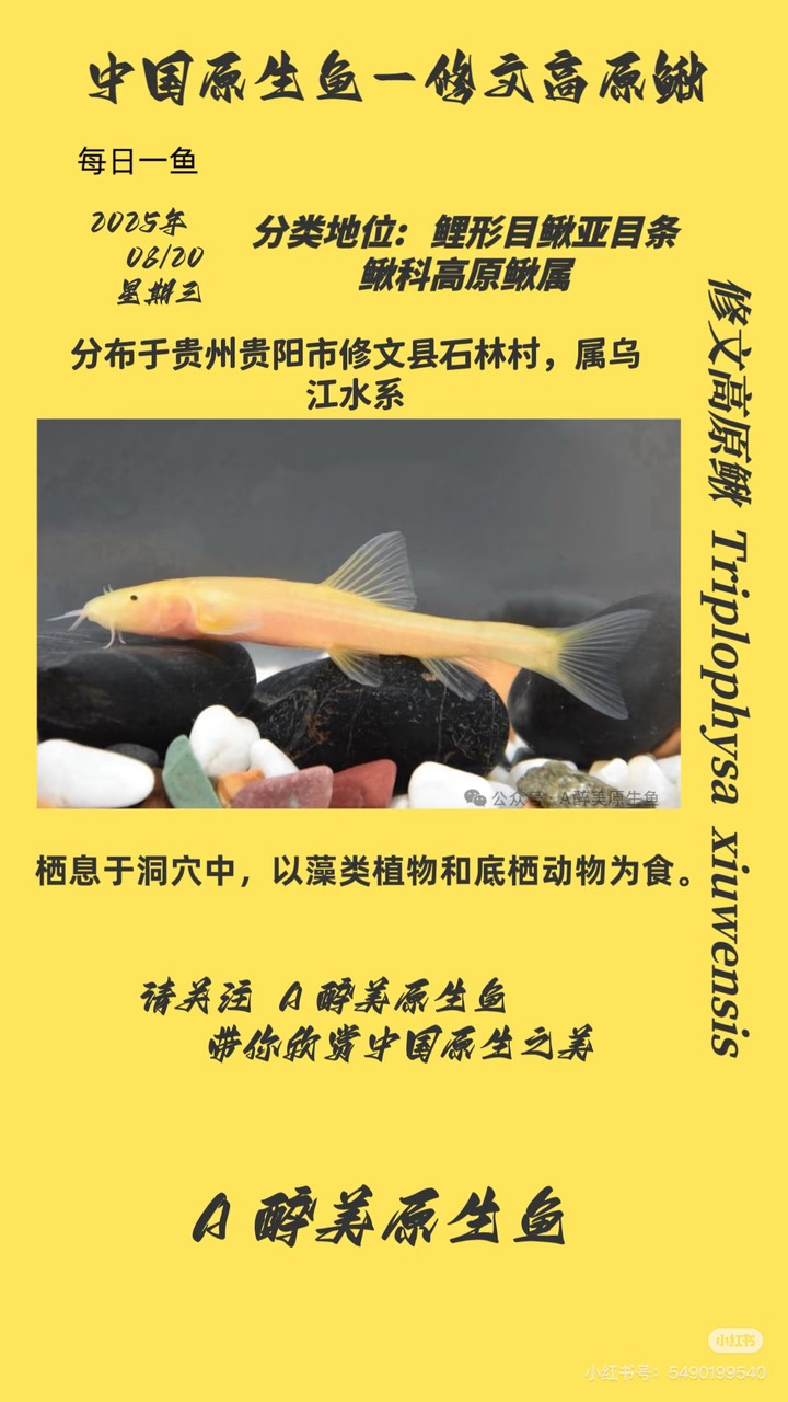<strong><mark>修文</mark></strong>高原鰍