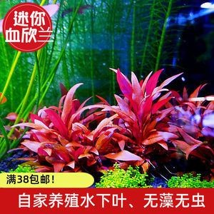 淡水魚缸養(yǎng)什么植物（適合淡水魚缸的植物） 淡水魚缸養(yǎng)什么植物（適合淡水魚缸的植物） 魚缸百科 第2張
