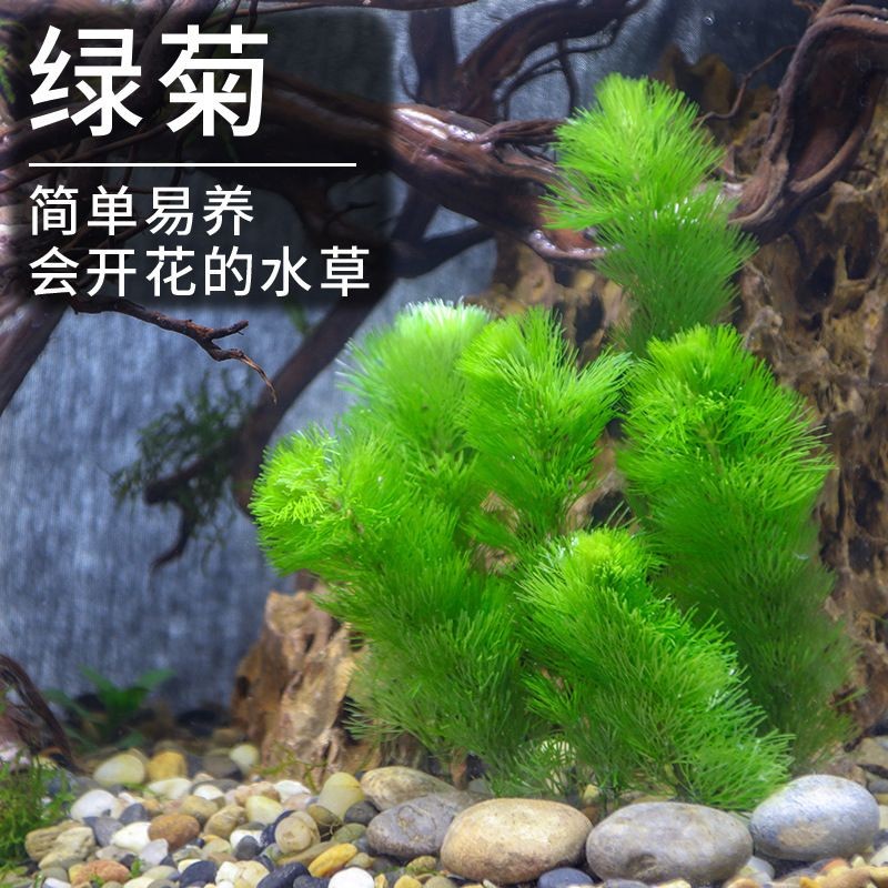 淡水魚缸養(yǎng)什么植物(適合淡水魚缸的植物) 魚缸百科 第1張 淡水魚缸養(yǎng)什么植物(適合淡水魚缸的植物) 淡水魚缸養(yǎng)什么植物(適合淡水魚缸的植物) 魚缸百科 第1張