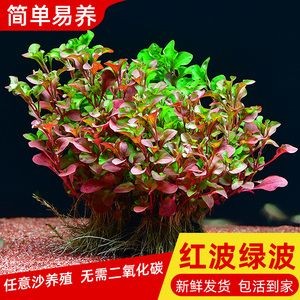 淡水魚缸養(yǎng)什么植物(適合淡水魚缸的植物) 魚缸百科 第3張 淡水魚缸養(yǎng)什么植物(適合淡水魚缸的植物) 淡水魚缸養(yǎng)什么植物(適合淡水魚缸的植物) 魚缸百科 第3張