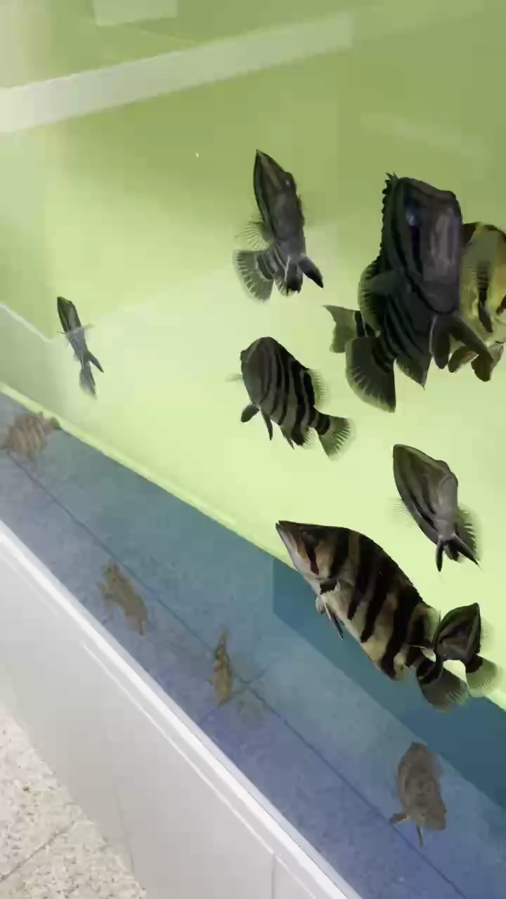 你們喂虎魚吃什么？