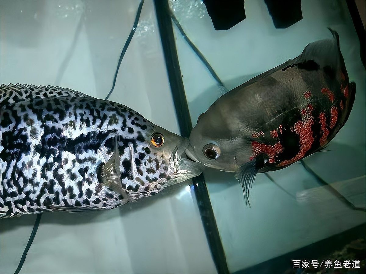 龍魚大賽中死魚事件是否常見？ 龍魚大賽中死魚事件是否常見？ 2025長城杯龍魚大賽 第4張
