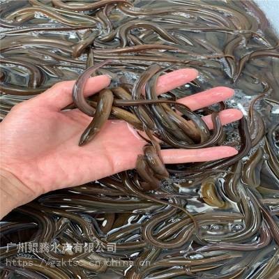 如何聯系廣州的龍魚養殖場？