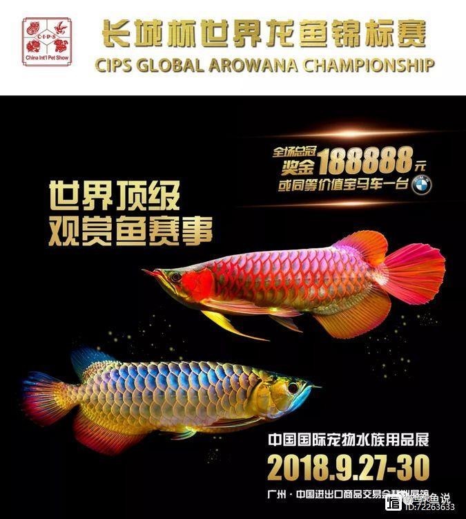 長城杯觀賞魚比賽2020冠軍獎金多少 長城杯觀賞魚比賽2020冠軍獎金多少 2025長城杯龍魚大賽 第1張
