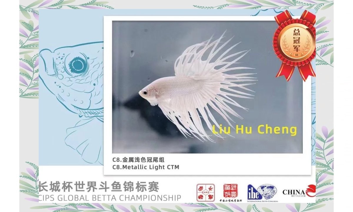 長城杯觀賞魚比賽2020冠軍獎金多少 長城杯觀賞魚比賽2020冠軍獎金多少 2025長城杯龍魚大賽 第2張