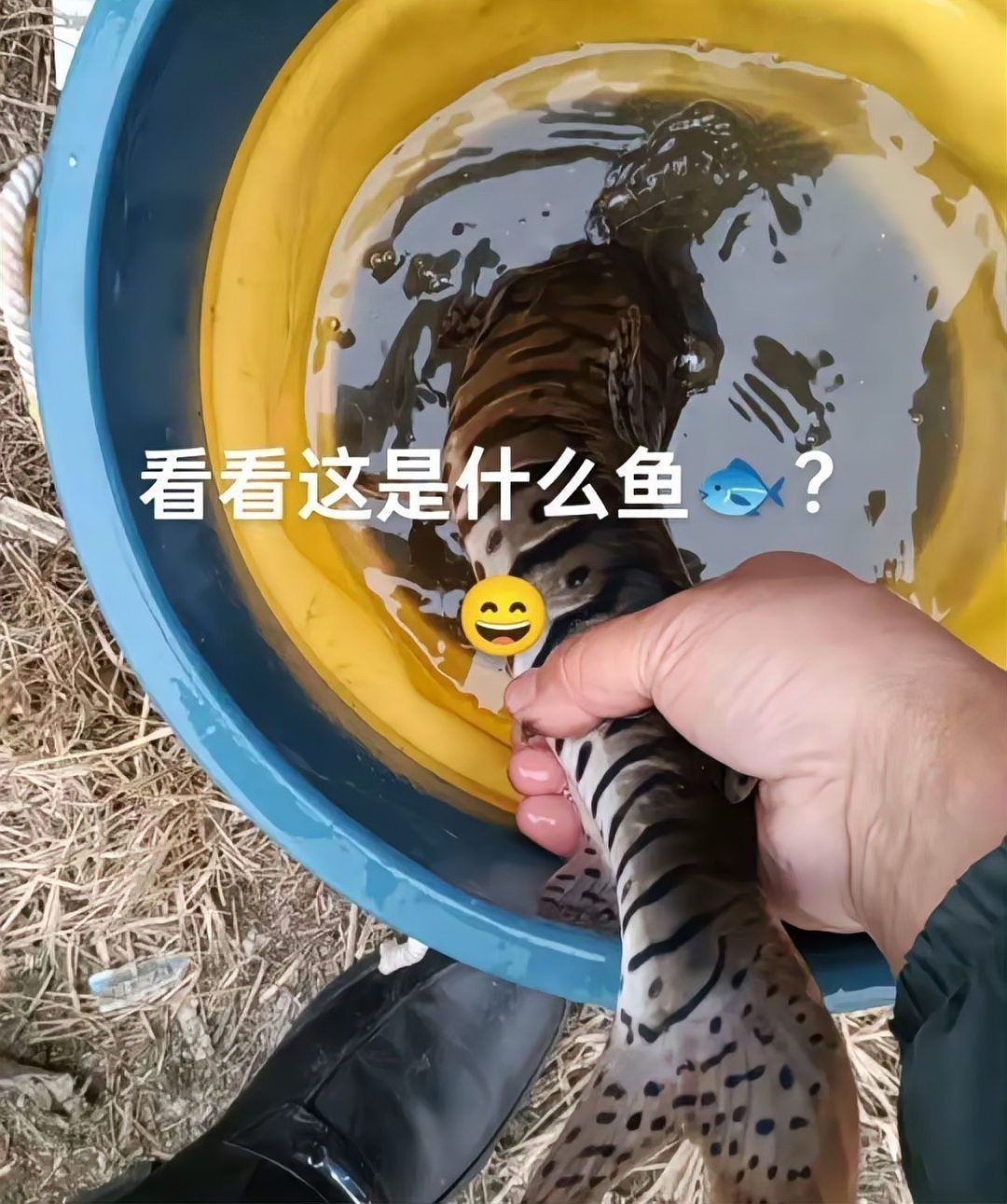 虎紋鴨嘴魚能長多大