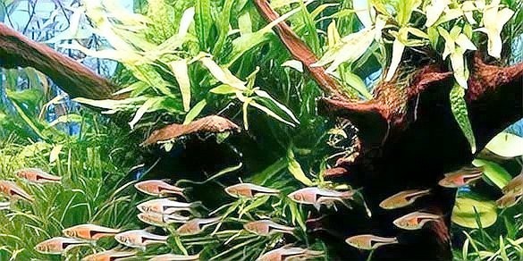 如何降低高密度養魚的風險？