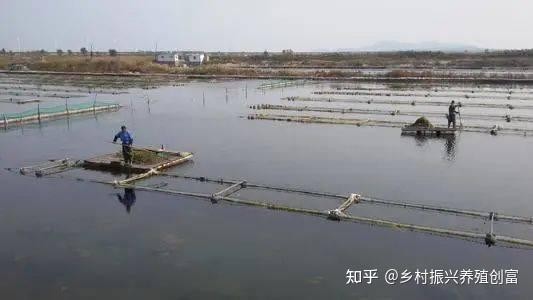 如何降低高密度養魚的風險？