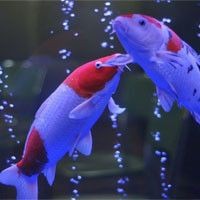 紅龍一般養幾條 紅龍一般養幾條 龍魚論壇 第3張