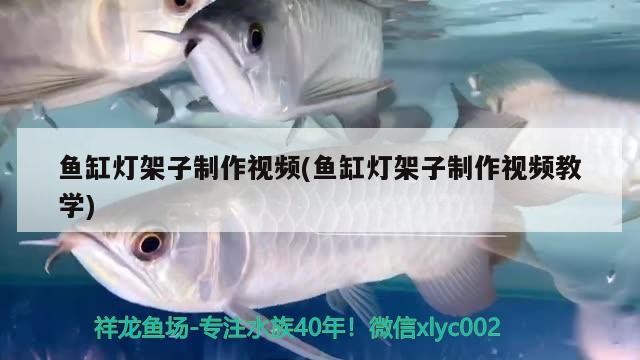 銀龍魚能和紅龍魚混養(yǎng)嗎圖片欣賞（銀龍可以和紅龍混養(yǎng)嗎） 銀龍魚能和紅龍魚混養(yǎng)嗎圖片欣賞（銀龍可以和紅龍混養(yǎng)嗎） 銀龍魚百科 第1張