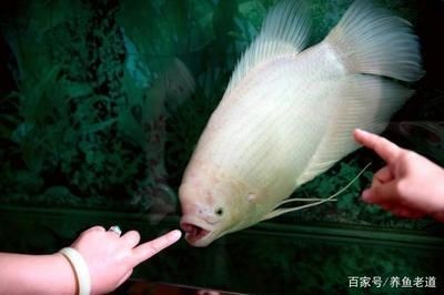 龍魚招財魚混養