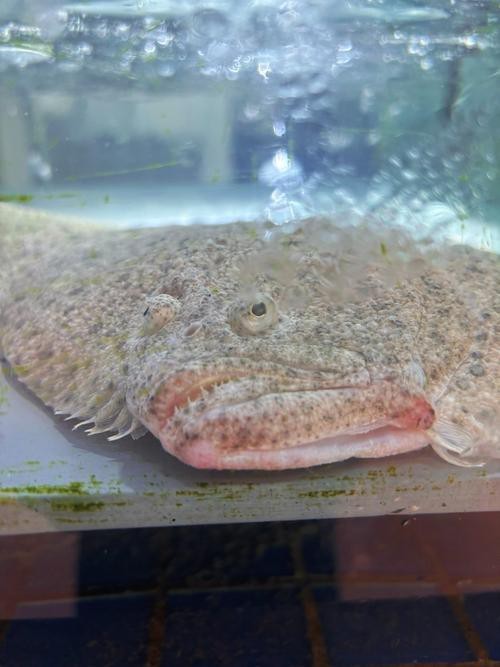 多寶魚圖片 龍魚論壇 第3張 多寶魚圖片 多寶魚圖片 龍魚論壇 第3張
