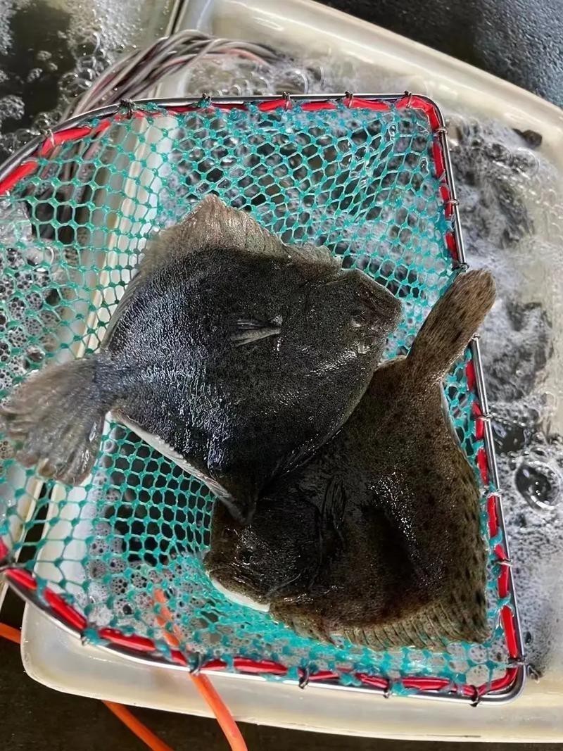 多寶魚圖片 龍魚論壇 第9張 多寶魚圖片 多寶魚圖片 龍魚論壇 第9張