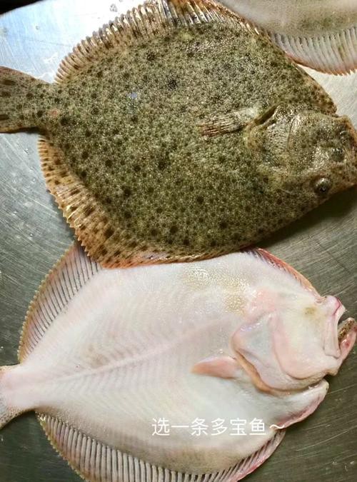多寶魚圖片 龍魚論壇 第7張 多寶魚圖片 多寶魚圖片 龍魚論壇 第7張