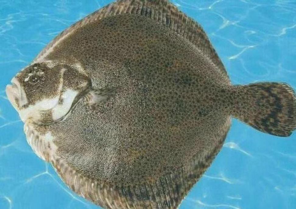 多寶魚圖片 龍魚論壇 第11張 多寶魚圖片 多寶魚圖片 龍魚論壇 第11張