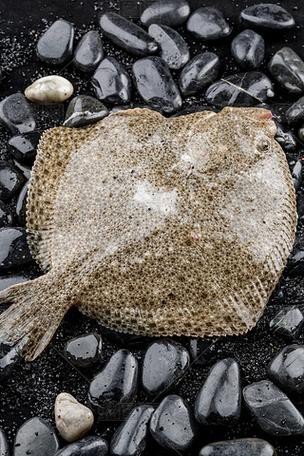 多寶魚圖片 龍魚論壇 第20張 多寶魚圖片 多寶魚圖片 龍魚論壇 第20張