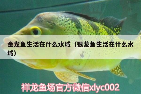 金龍魚生活在什么水域（銀龍魚生活在什么水域）