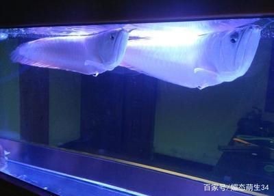 紅龍魚和銀龍魚混養有什么好處嗎（紅龍魚和銀龍魚混養在一定程度上是可行的，需要注意一些問題）