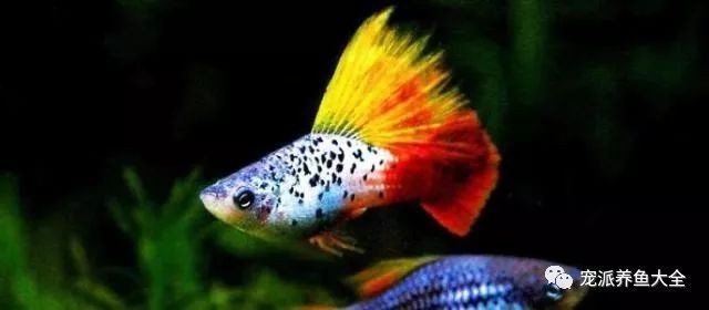 龍魚比賽死魚事件對賽事影響大嗎？